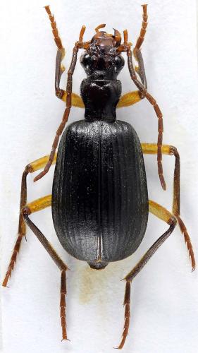 Brachinus chinensis