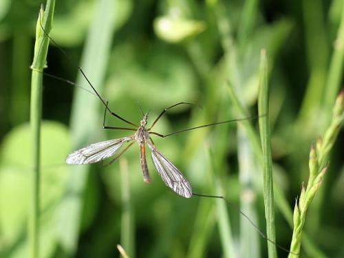 Tipula vernalis