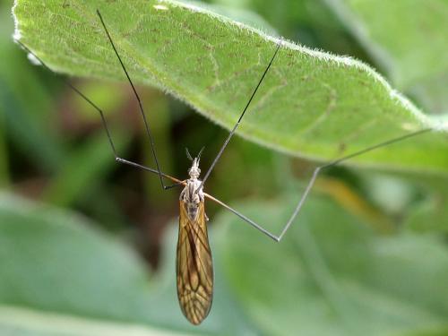 Réf. 195 845 : Tipula sp.