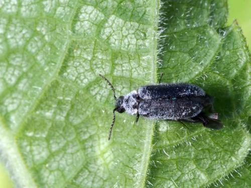Réf. 195 561 : Trichoceble memnonia