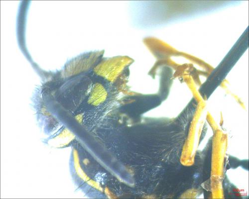 Vespula vulgaris