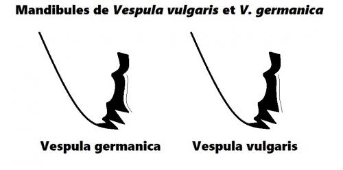 Vespula divers