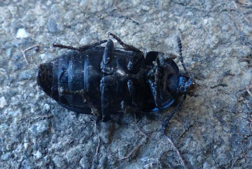 Silpha sp.