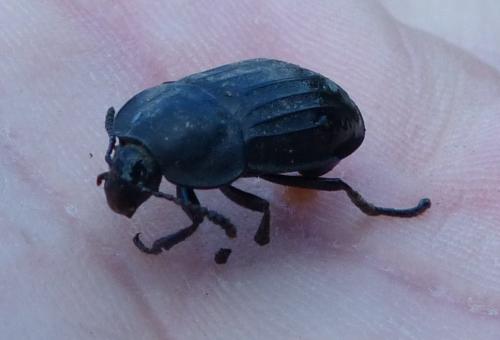 Silpha sp.