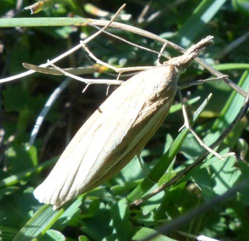 Agriphila sp.