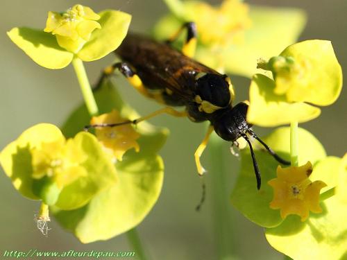 Macrophya montana