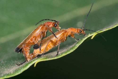 Réf. 195 027 : Rhagonycha fulva