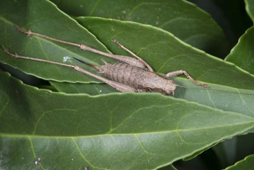 Pholidoptera griseoaptera