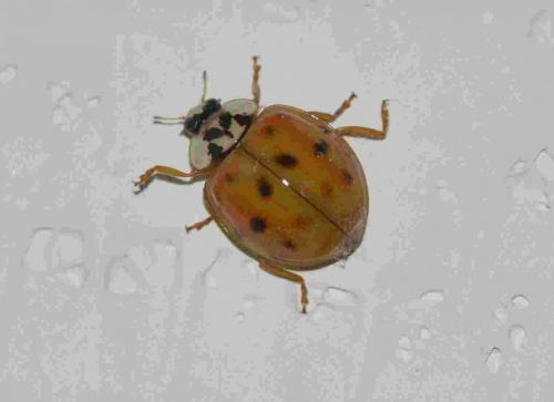 Harmonia axyridis