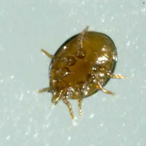 Uropoda sp.