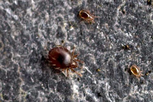 Réf. 195 849 : Phauloppia lucorum