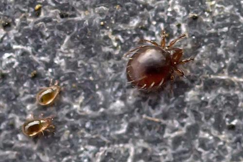 Réf. 195 848 : Phauloppia lucorum