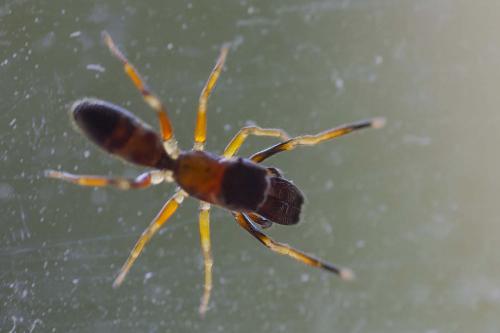 Réf. 195 213 : Myrmarachne formicaria