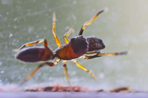 Myrmarachne formicaria