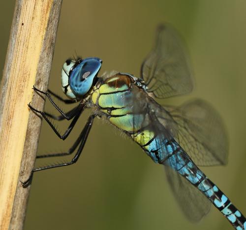 Aeshna affinis