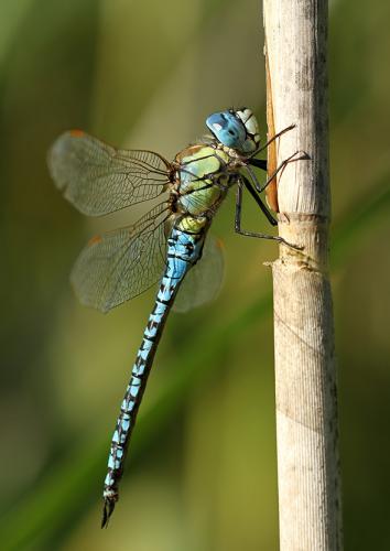 Aeshna affinis