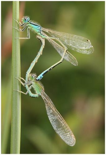Ischnura pumilio