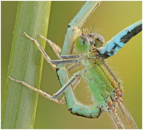 Ischnura pumilio