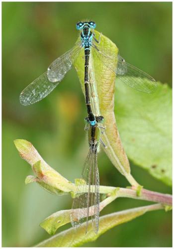 Ischnura pumilio