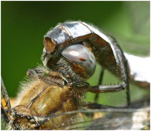 Réf. 195 671 : Libellula fulva