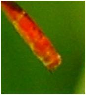 Agriocnemis gratiosa