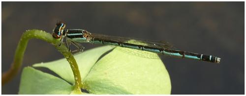 Réf. 195 126 : Agriocnemis minima