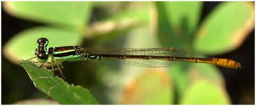 Agriocnemis minima