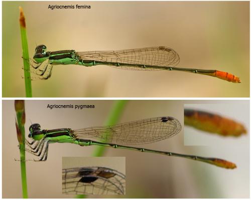 Agriocnemis divers