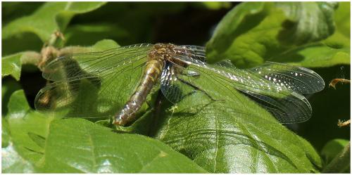 Réf. 195 494 : Leucorrhinia sp.