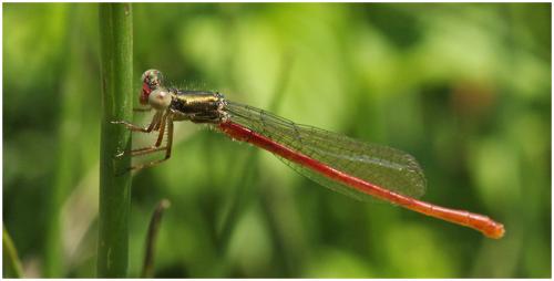 Ceriagrion tenellum