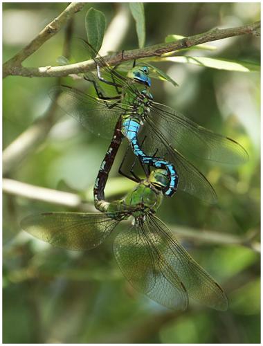 Réf. 195 469 : Anax imperator