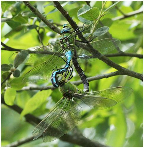 Anax imperator