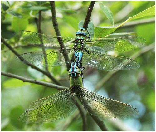 Anax imperator