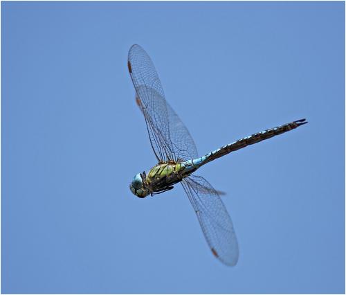 Aeshna affinis