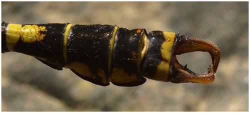 Réf. 195 986 : Onychogomphus forcipatus