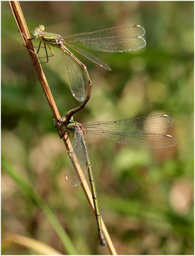 Lestes divers