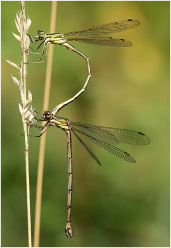 Lestes divers