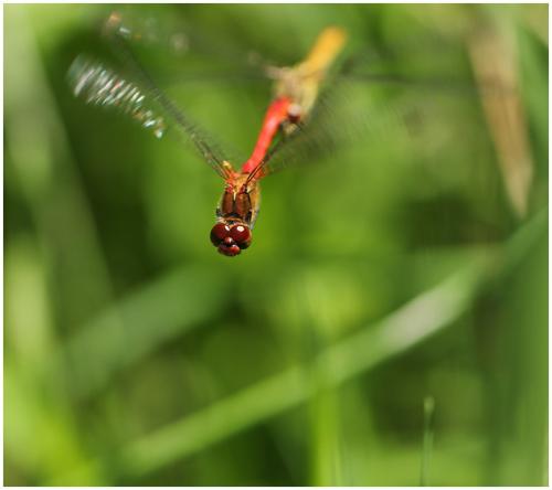 Sympetrum sanguineum