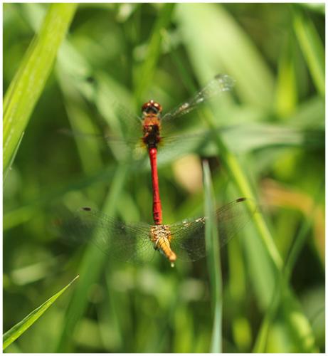 Sympetrum sanguineum