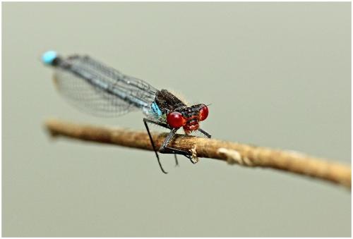 Erythromma najas