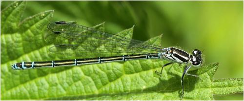 Coenagrion puella