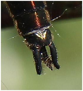 Réf. 195 497 : Cordulia aenea