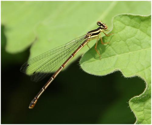 Calicnemia sp.