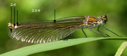 Calopteryx splendens