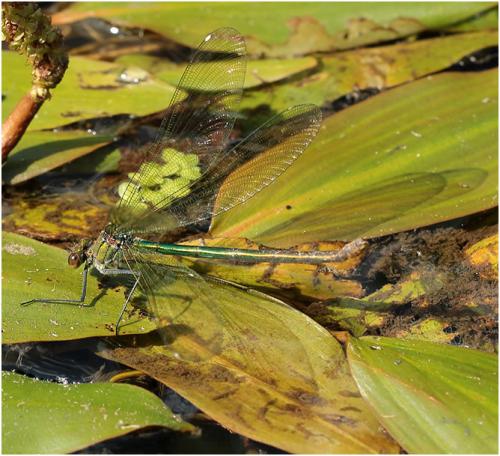 Calopteryx splendens