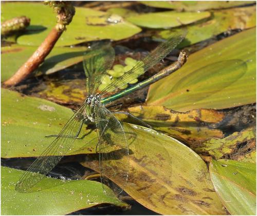 Calopteryx splendens