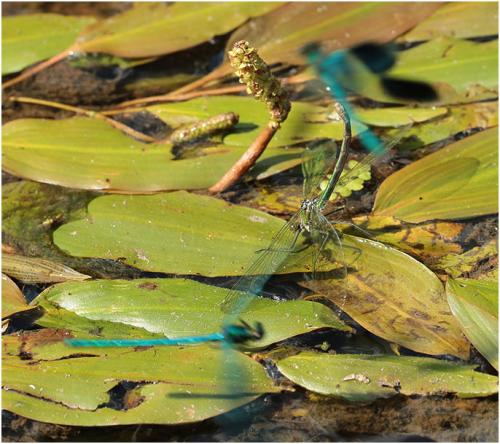 Réf. 195 582 : Calopteryx splendens