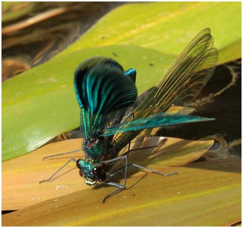 Réf. 195 583 : Calopteryx splendens