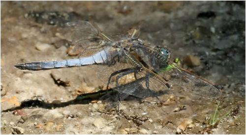 Orthetrum cancellatum
