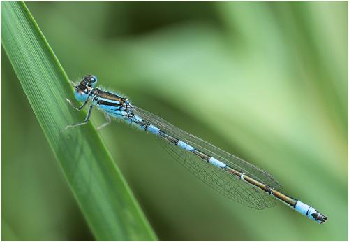 Réf. 195 341 : Coenagrion caerulescens